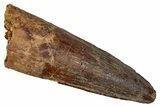 Fossil Spinosaurus Tooth - Real Dinosaur Tooth #344628-1